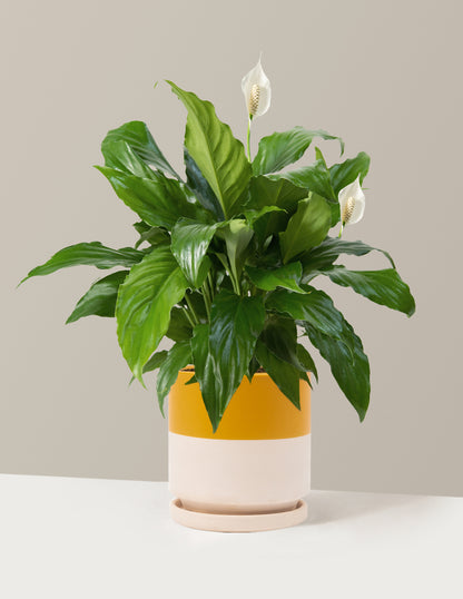 Peace Lily