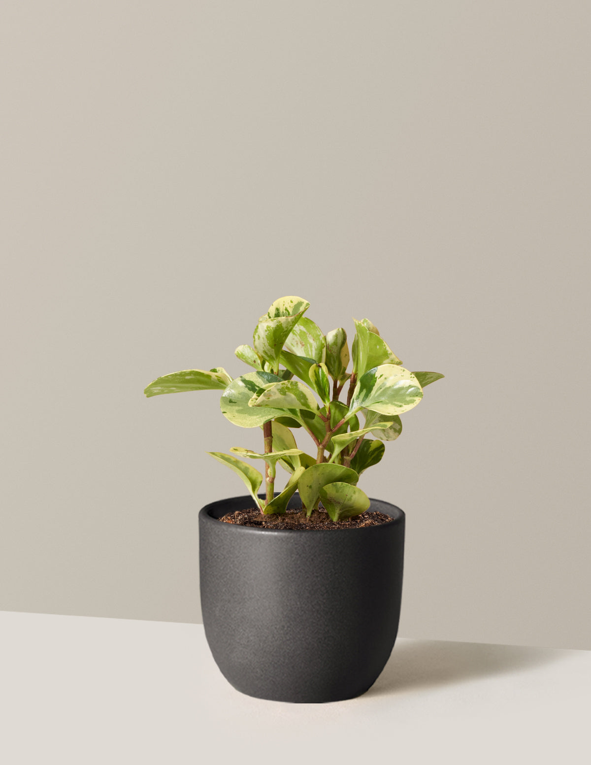 Peperomia Green Gold