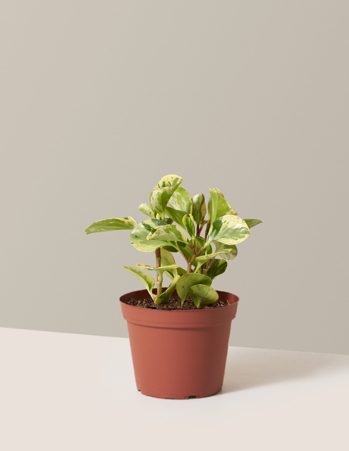 Peperomia Green Gold