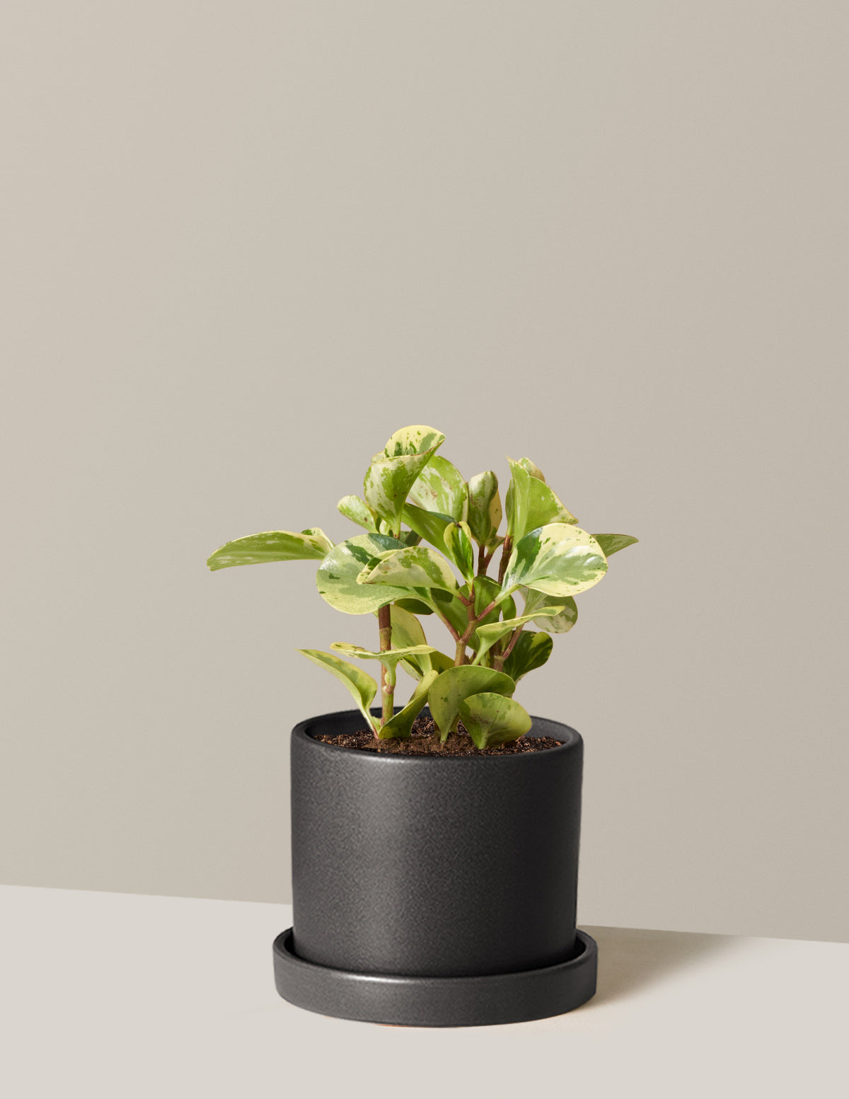 Peperomia Green Gold