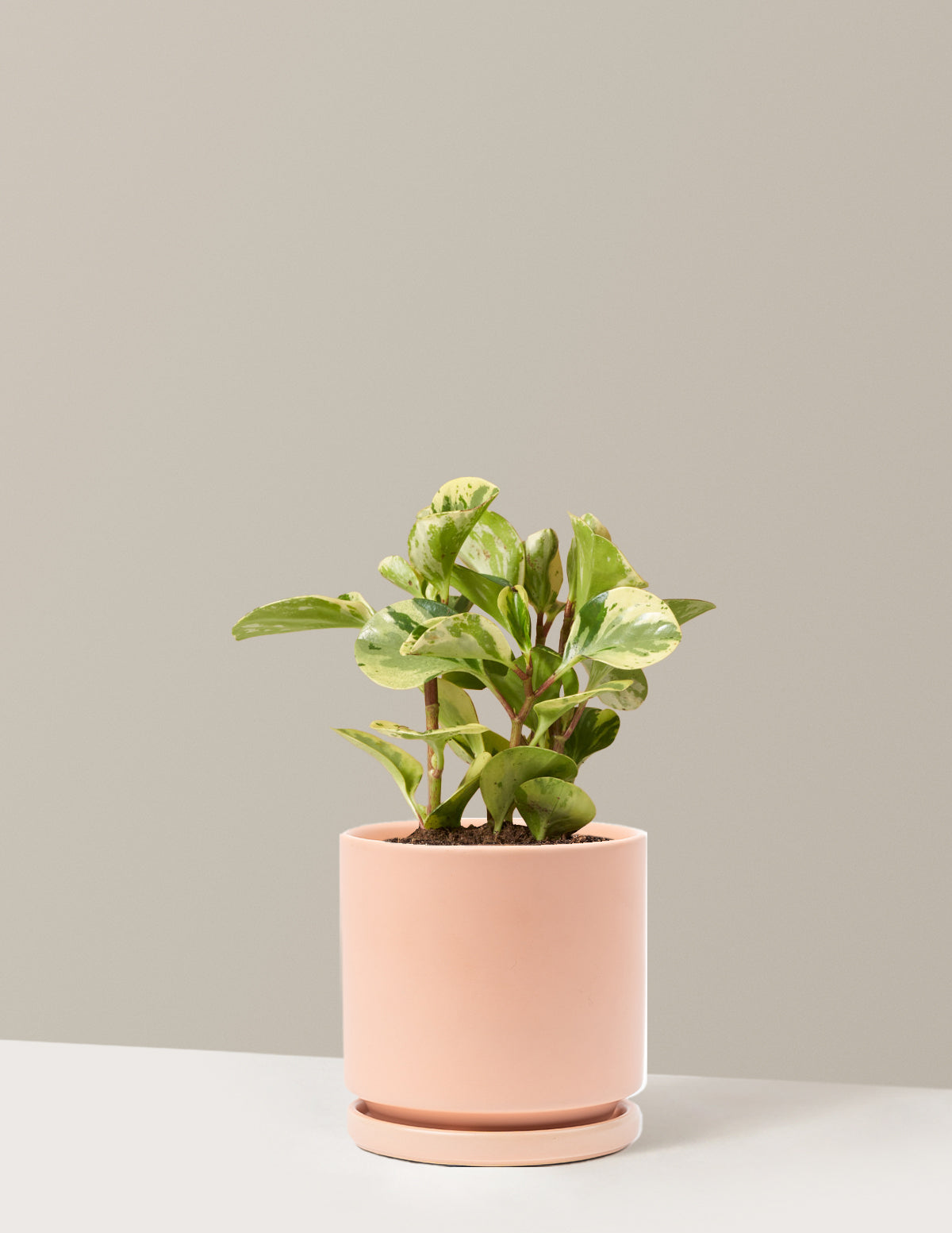 peperomia plant indoor Peperomia Green Gold Houseplant with Planter - Medium (9-13" tall) Top Half Dusty Rose Planter