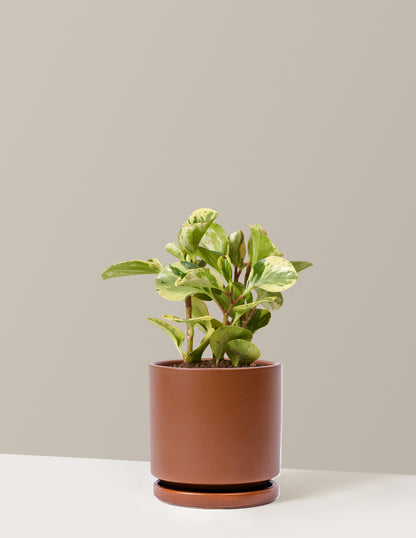 Peperomia Green Gold