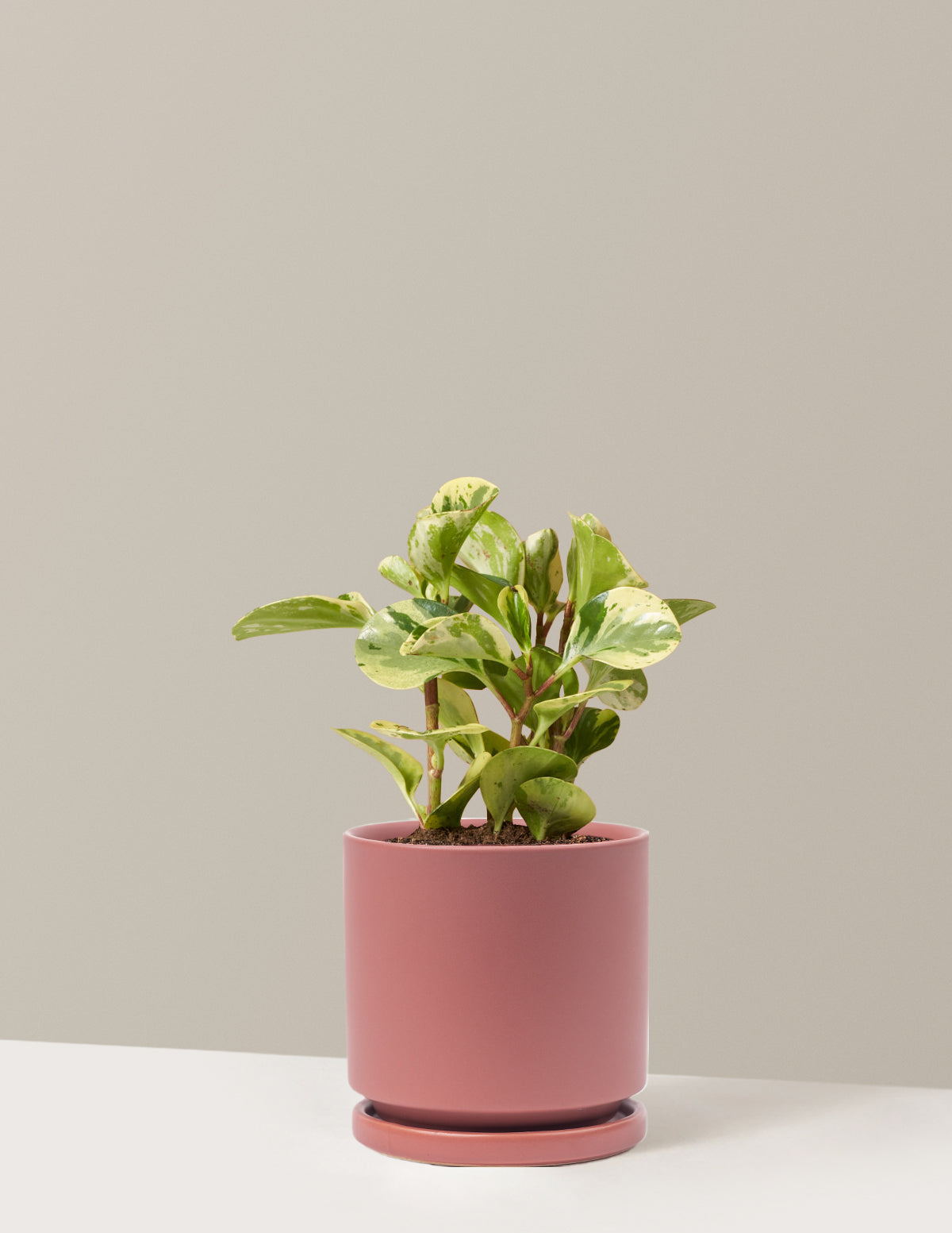 Peperomia Green Gold