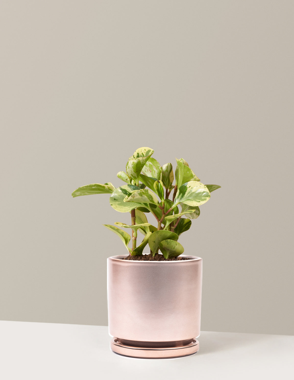 Peperomia Green Gold