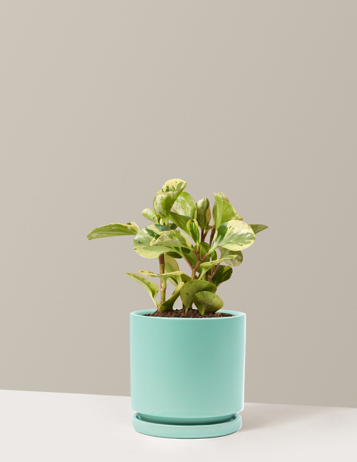 green and gold plant pot Peperomia Green Gold Houseplant with Planter - Medium (9-13" tall) Top Half Dusty Rose Planter