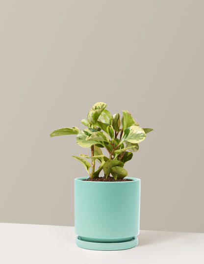 Peperomia Green Gold