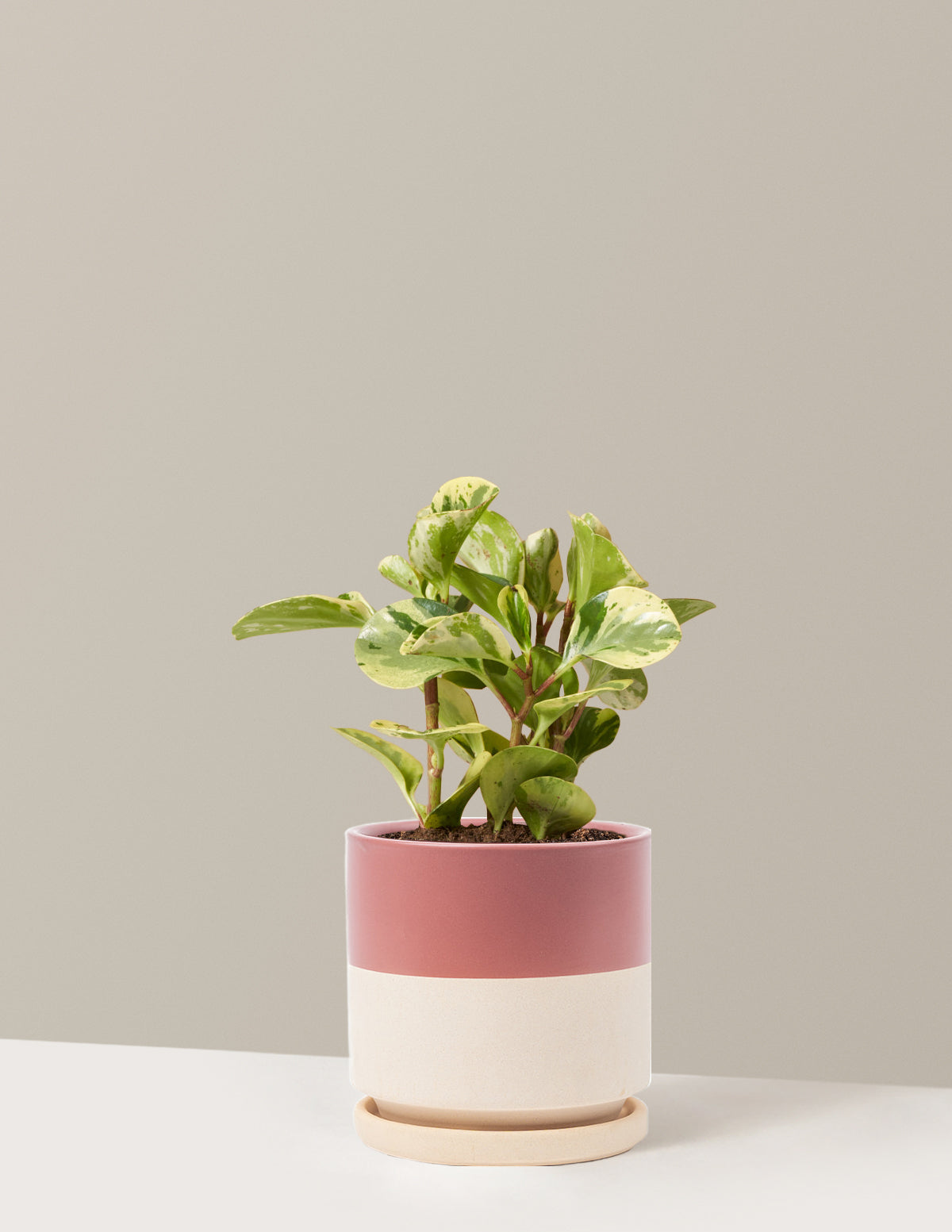 is peperomia a good indoor plant Peperomia Green Gold Houseplant with Planter - Medium (9-13" tall) Top Half Dusty Rose Planter