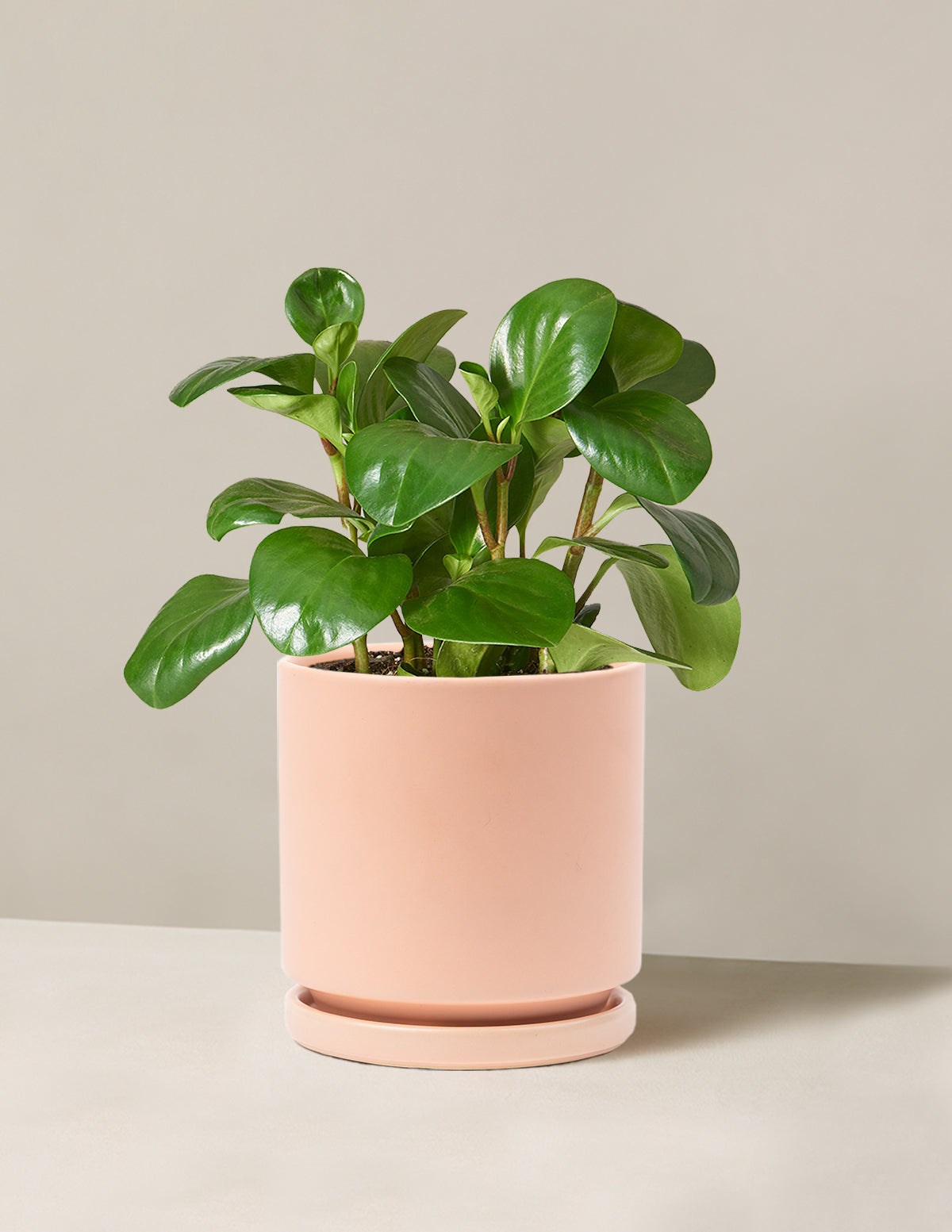 Peperomia Obtusifolia