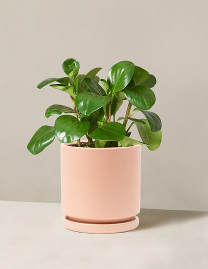 Peperomia Obtusifolia