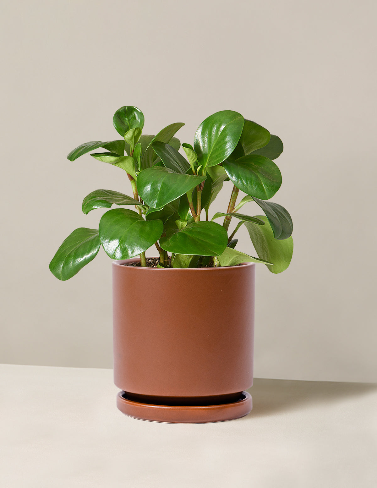 Peperomia Obtusifolia