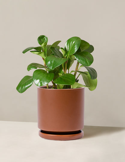 Peperomia Obtusifolia