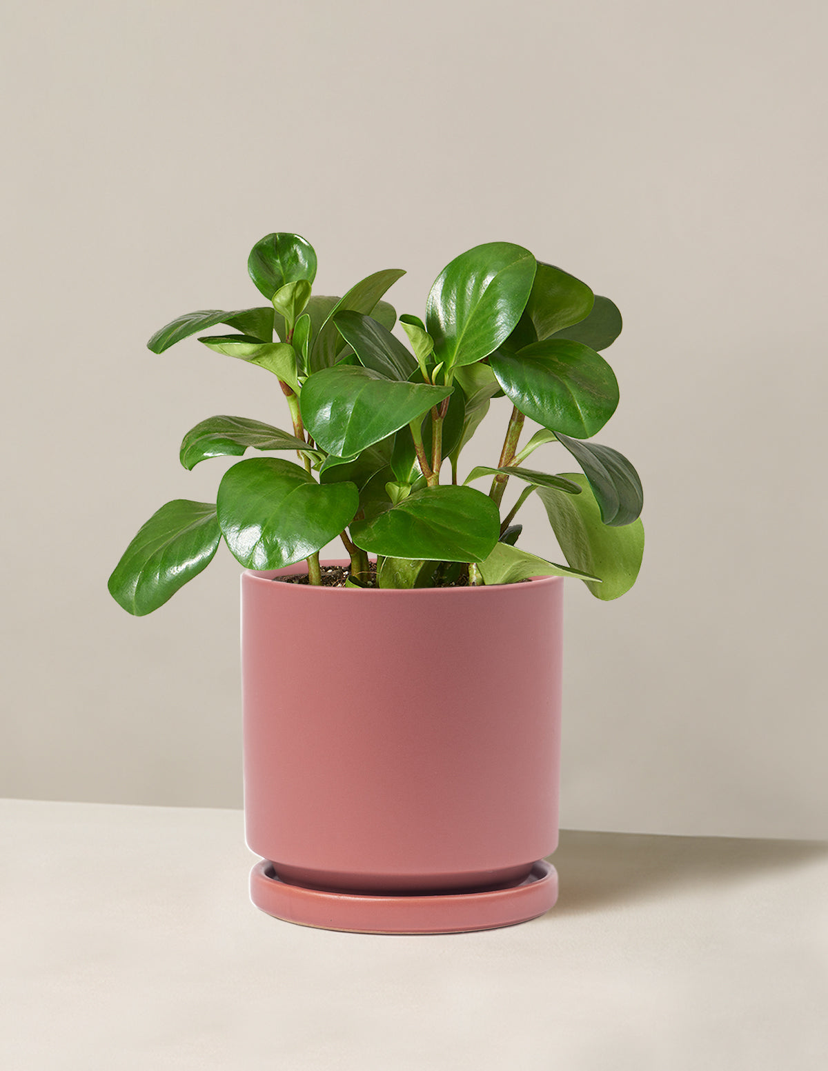 Peperomia Obtusifolia