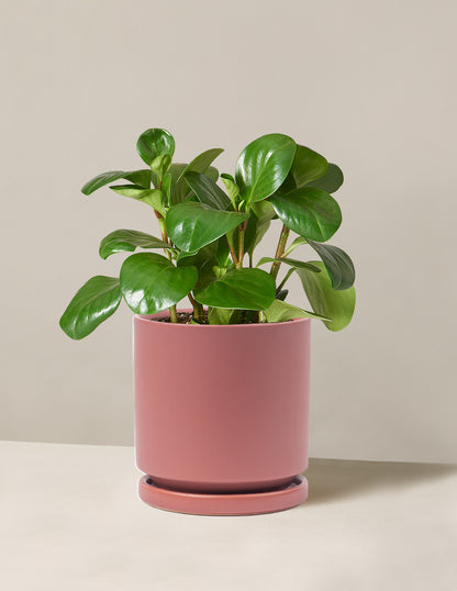 Peperomia Obtusifolia