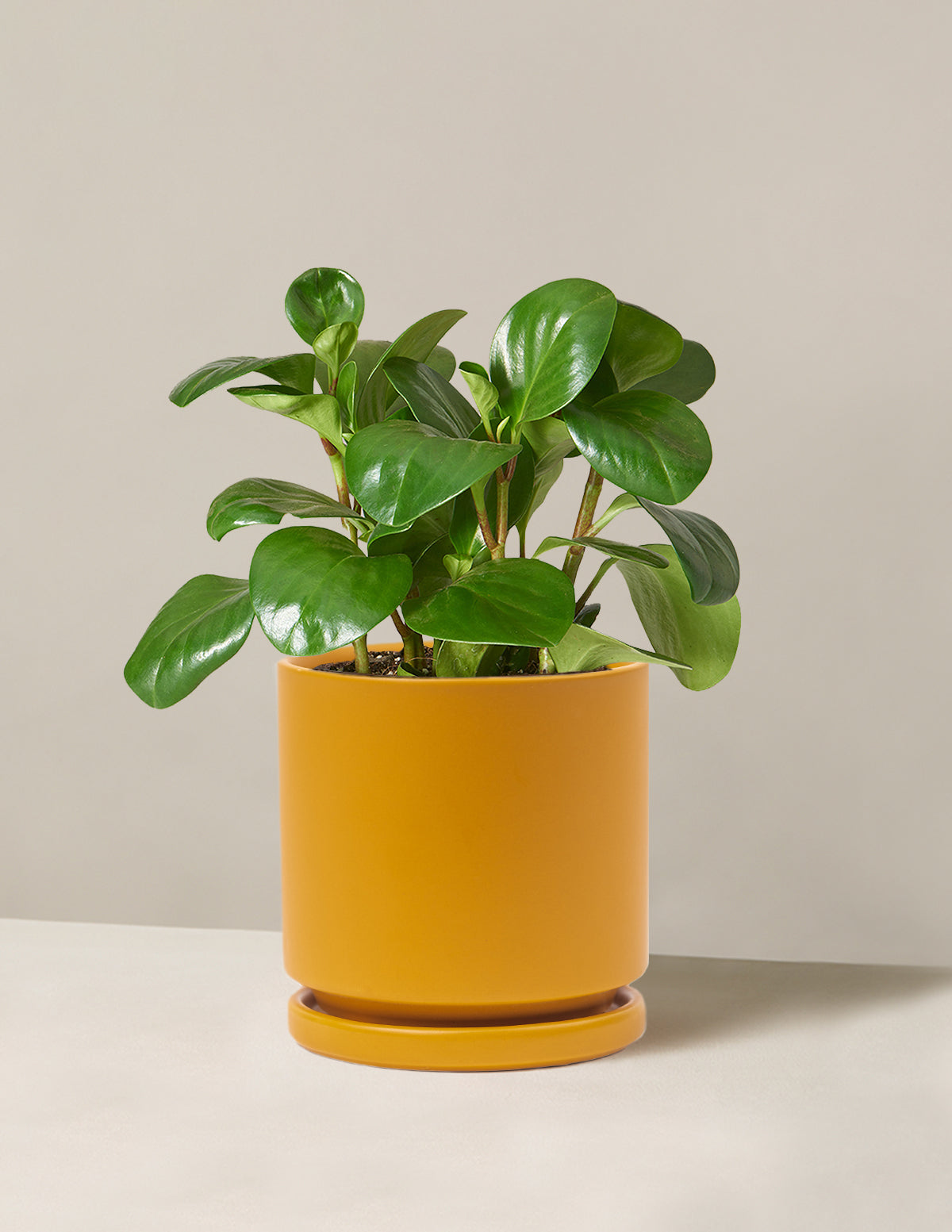 Baby Rubber Plant