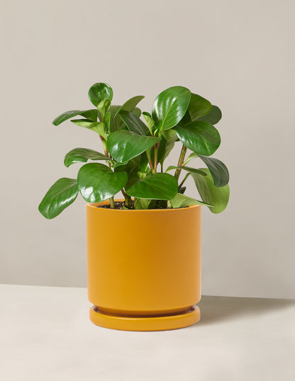 Baby Rubber Plant