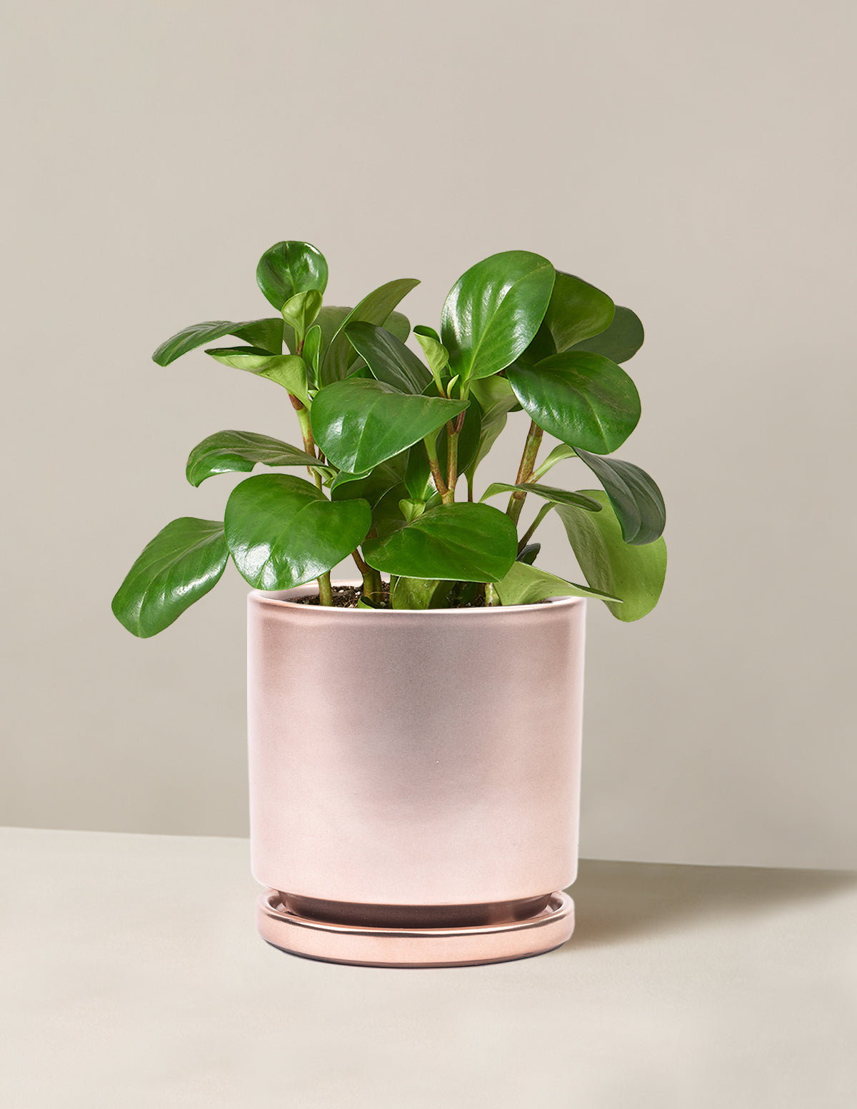 Peperomia Obtusifolia