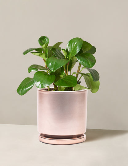 Peperomia Obtusifolia