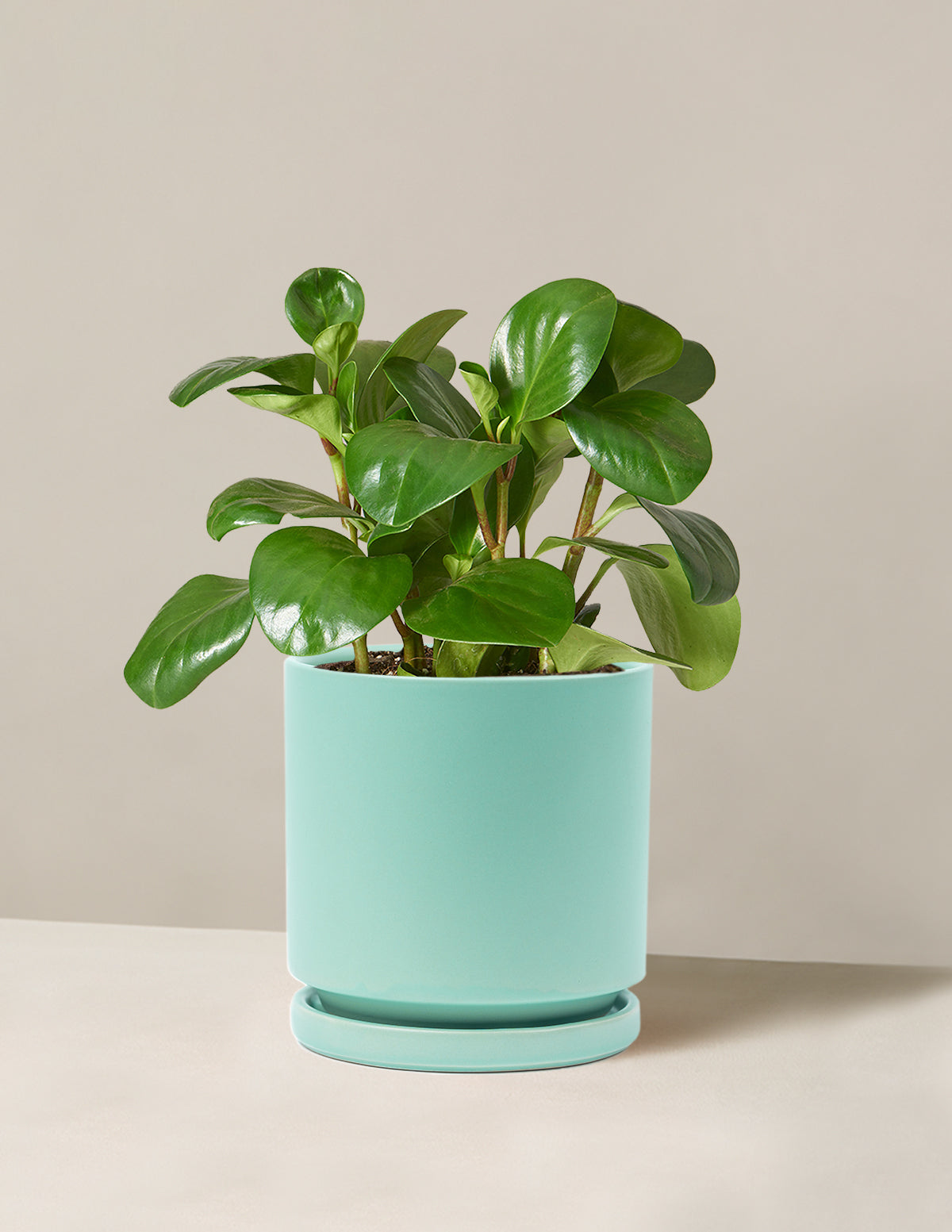 Peperomia Obtusifolia
