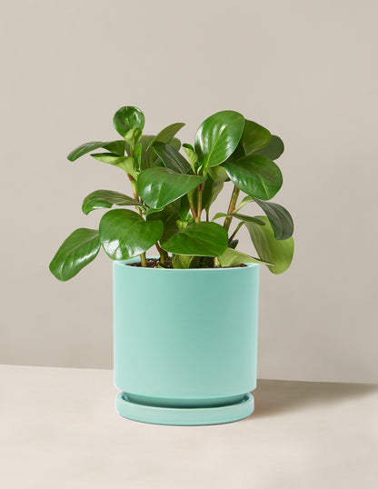 Peperomia Obtusifolia