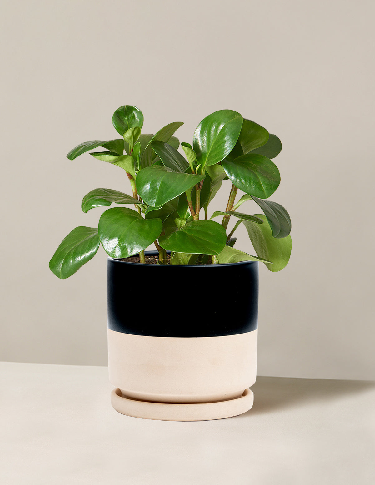 Baby Rubber Plant