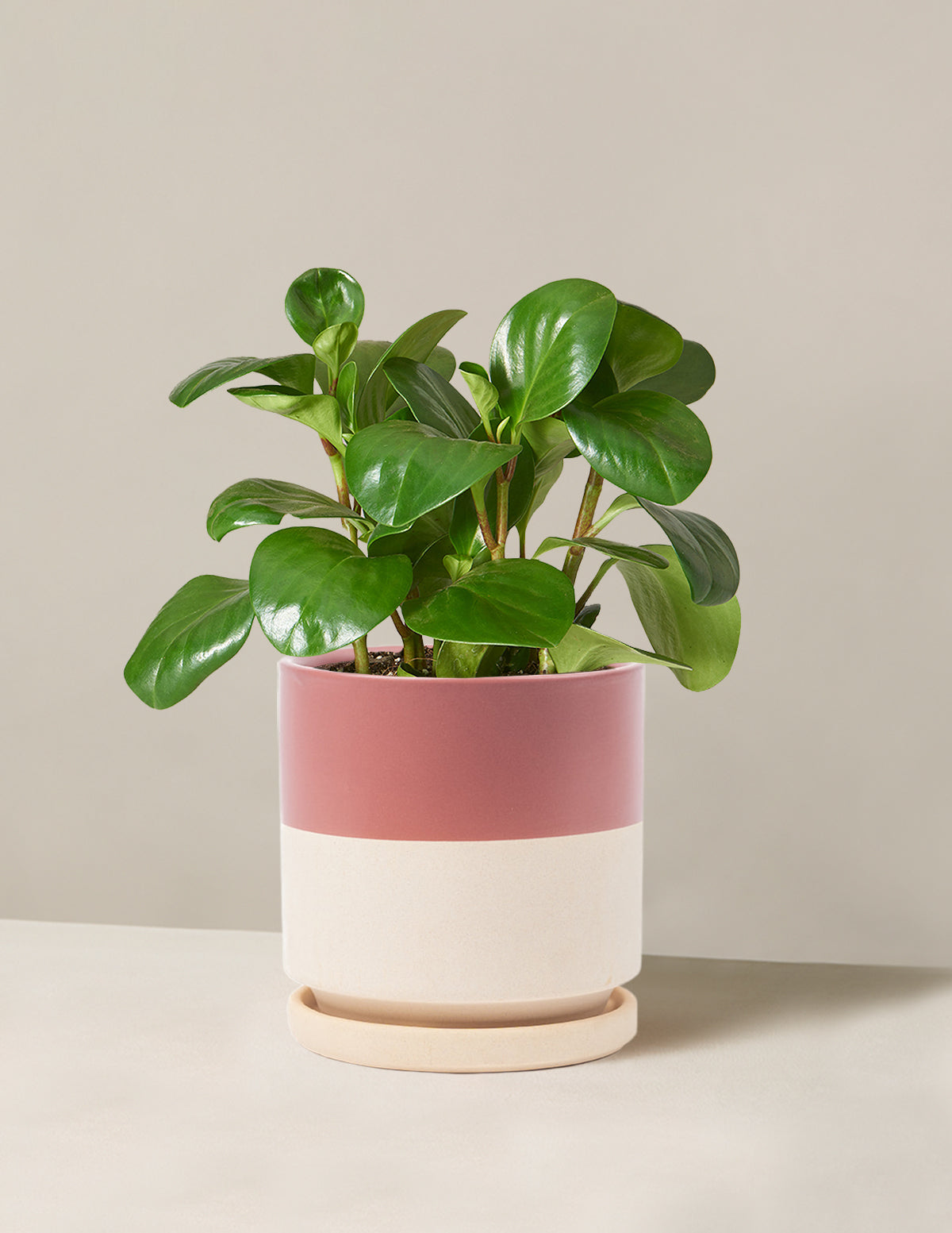 Peperomia Obtusifolia