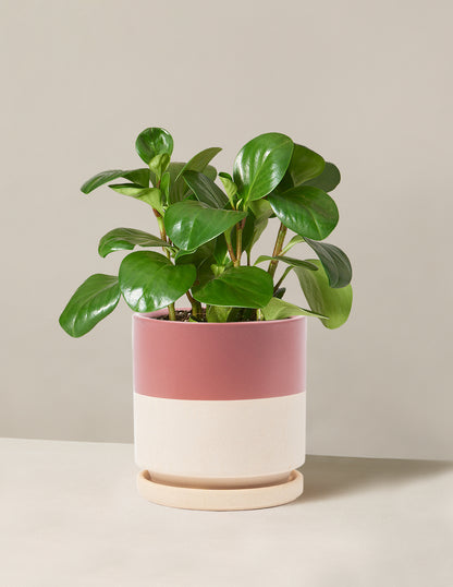 Peperomia Obtusifolia