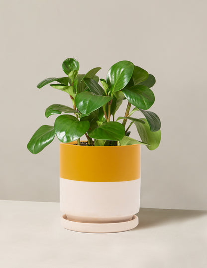Baby Rubber Plant