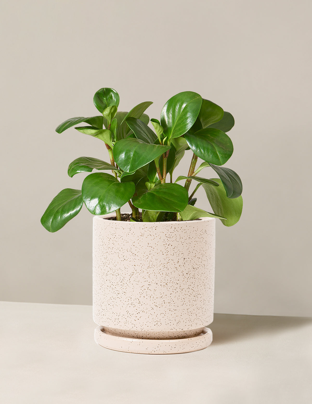 Baby Rubber Plant
