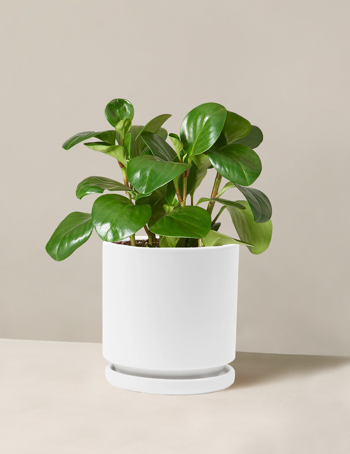 Baby Rubber Plant