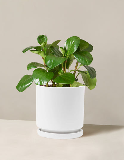 Baby Rubber Plant