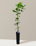 Persian 'Bearss' Lime Tree (FL)