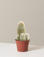 bundle | Medium | Grow Pot