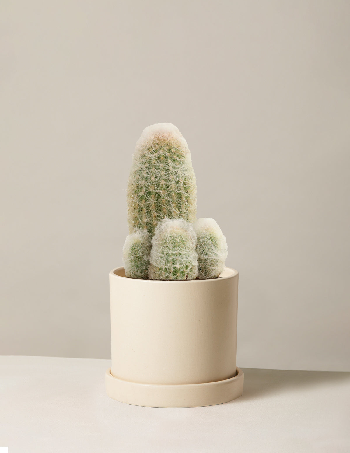 Peruvian Old Lady Cactus | Houseplants Safe for Pets Delivery