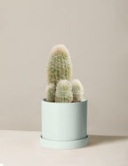Old Man Cactus
