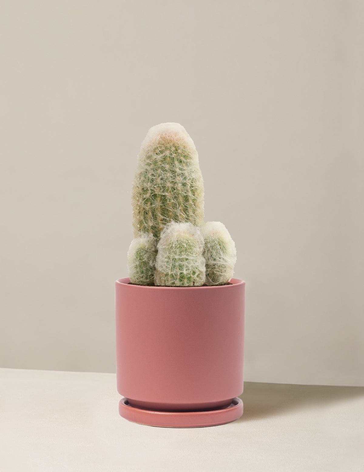 pink cactus succulent Peruvian Old Lady Cactus | Houseplants Safe for Pets Delivery