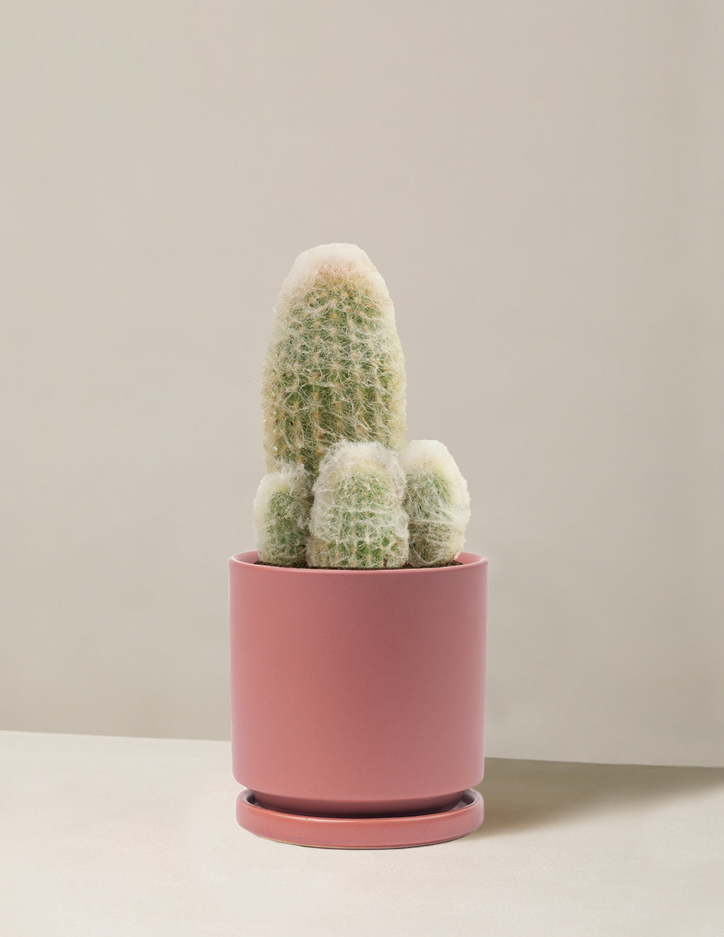 Old Man Cactus
