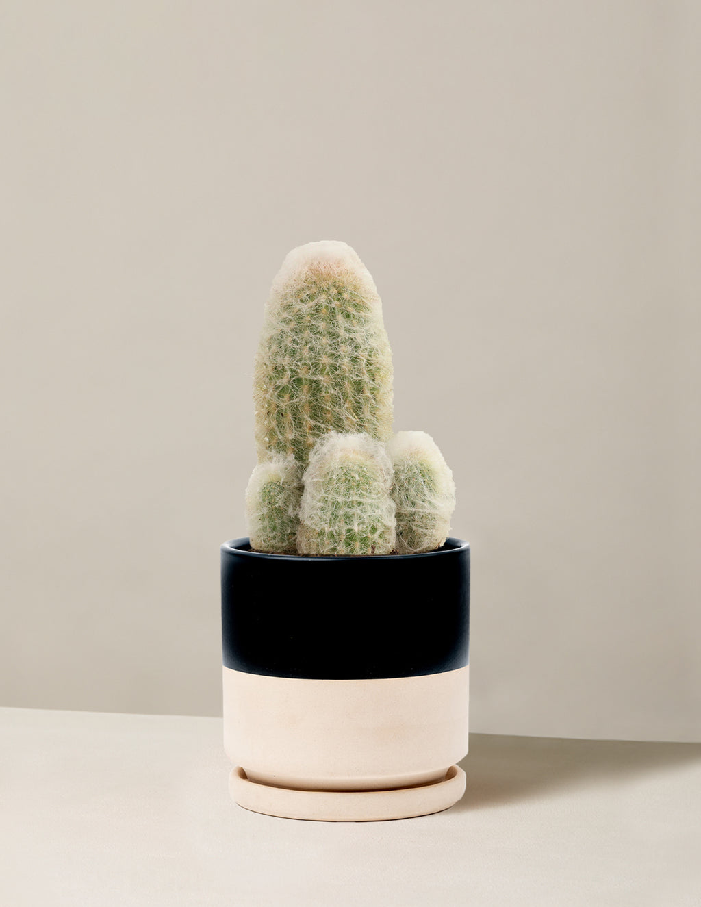 Old Man Cactus