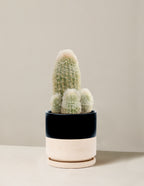 Old Man Cactus