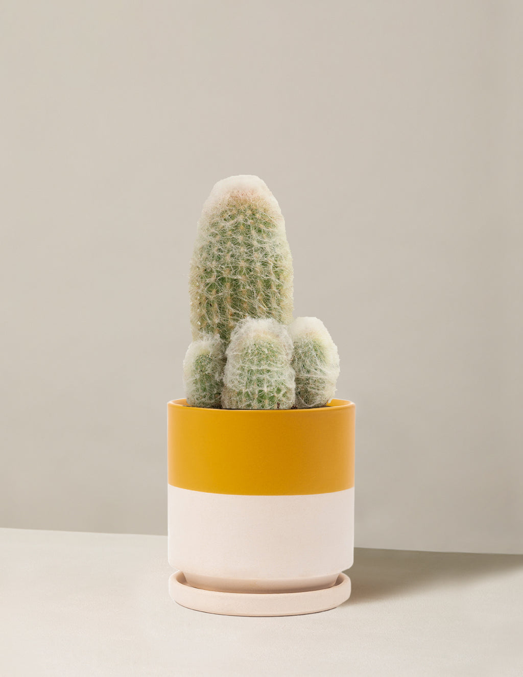 Old Man Cactus