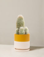 Old Man Cactus