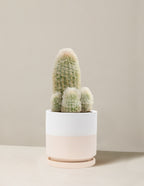 Old Man Cactus