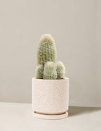 Old Man Cactus