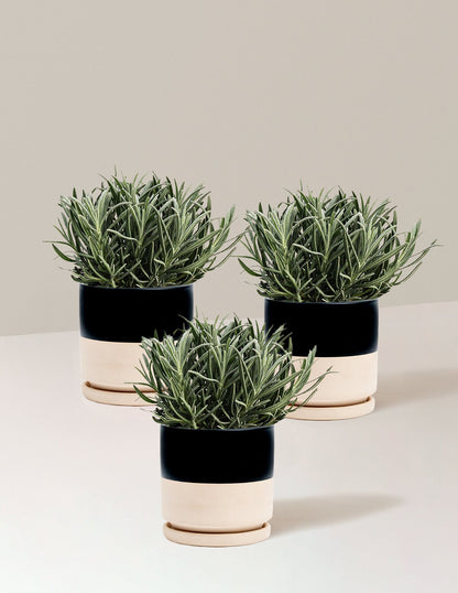 Phenomenal™ Lavender Plant