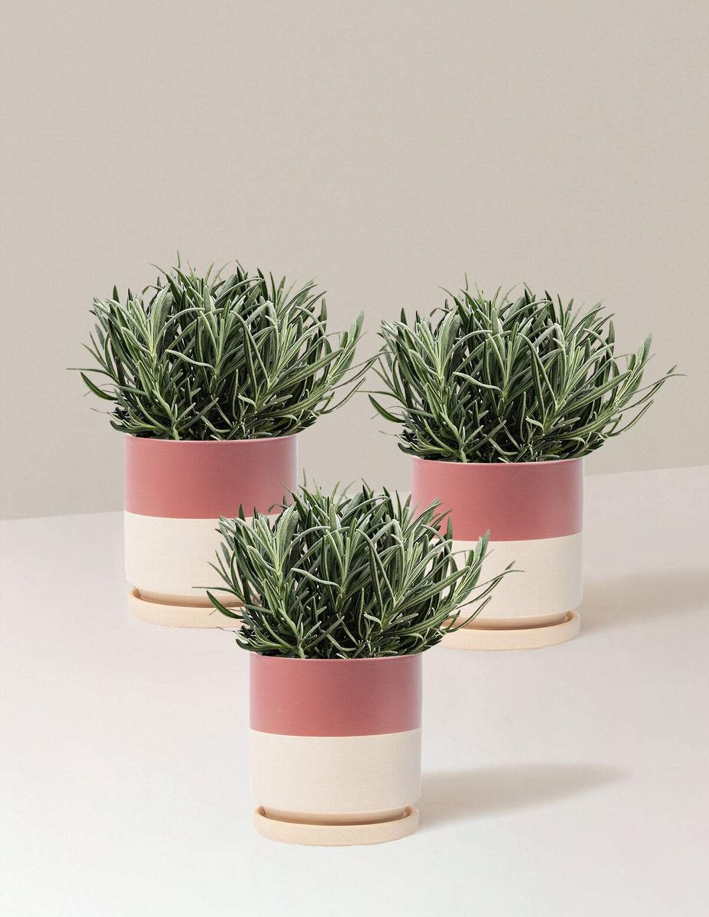 Phenomenal™ Lavender Plant