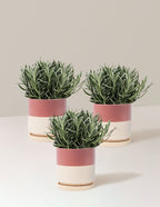 Phenomenal™ Lavender Plant