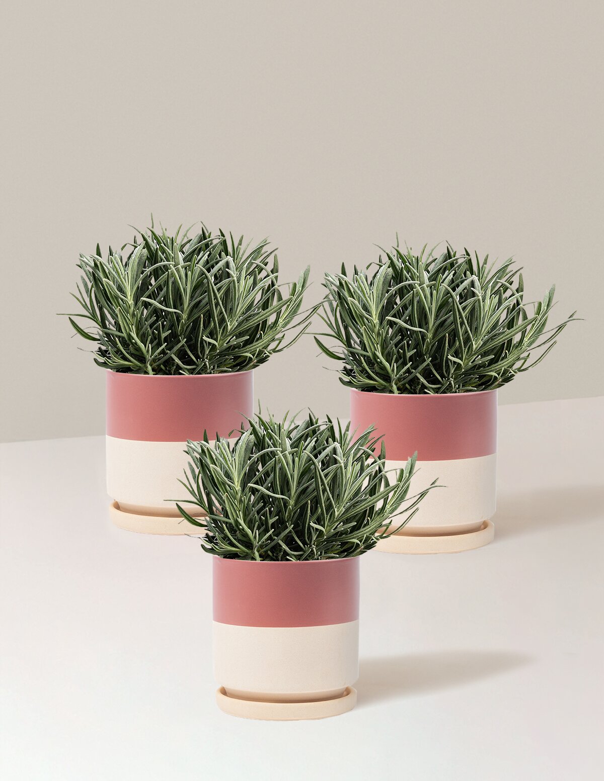 Phenomenal™ Lavender Plant