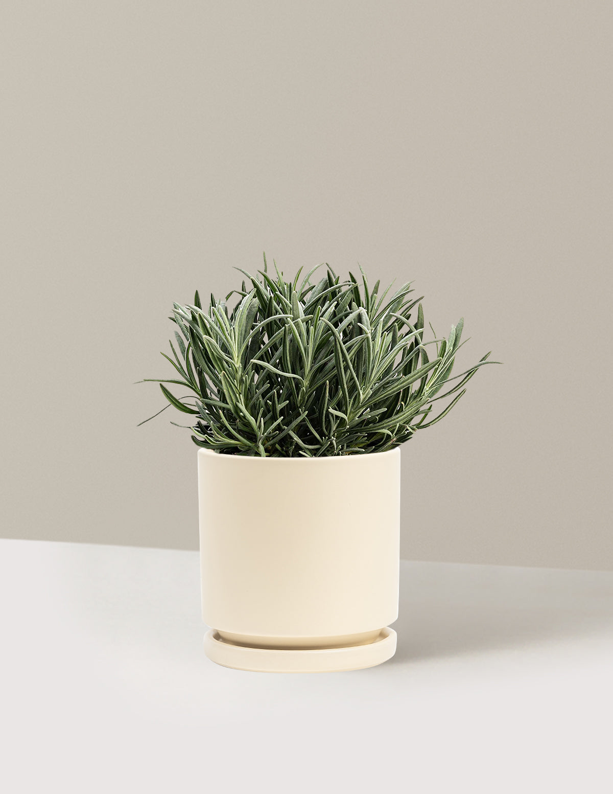 Phenomenal™ Lavender Plant