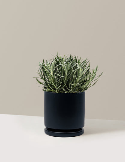 Phenomenal™ Lavender Plant