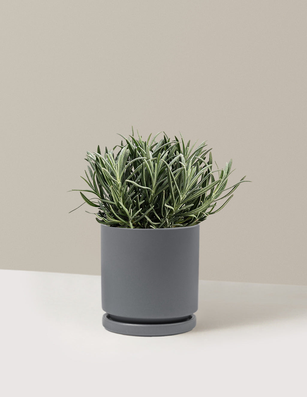 bundle | 1 Gallon | Isabella | Granite