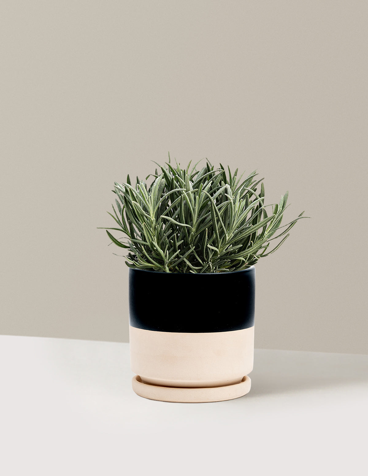 Phenomenal™ Lavender Plant